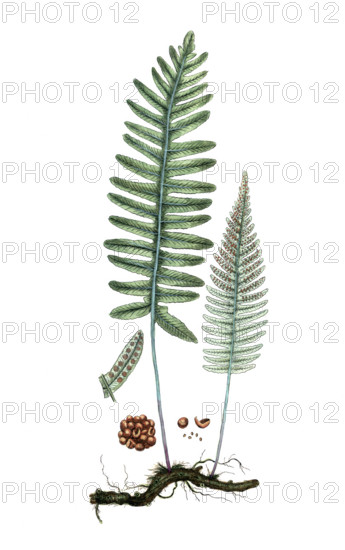 Polypodium vulgare