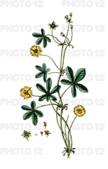 Potentilla reptans