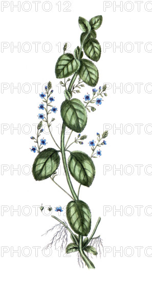 Veronica beccabunga