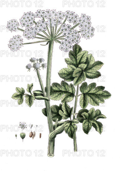Heracleum spondylium