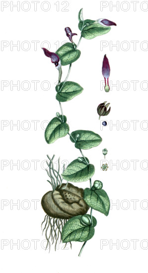 Aristolochia rotunda