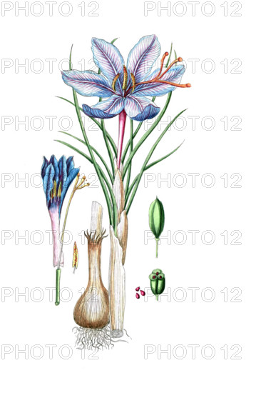 Crocus sativus
