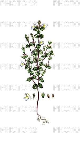 Euphradia officinalis