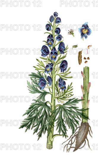 Aconitum napellus