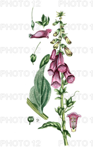 Digitalis purpurea
