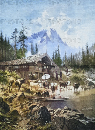 Refreshment at the alpine pasture