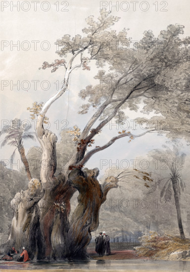 The sacred tree of Metereah