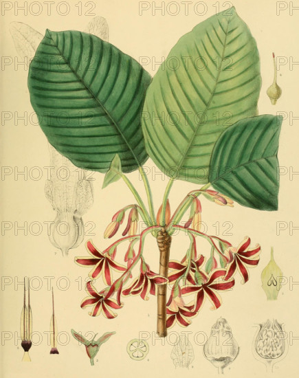 Dipterocarpus zeylanicus