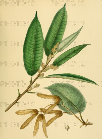 Sunaptea scabriuscula