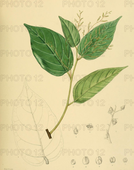 Balanocarpus zeylanicus