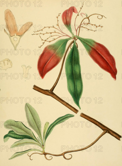 Ancistroclidus vahlii