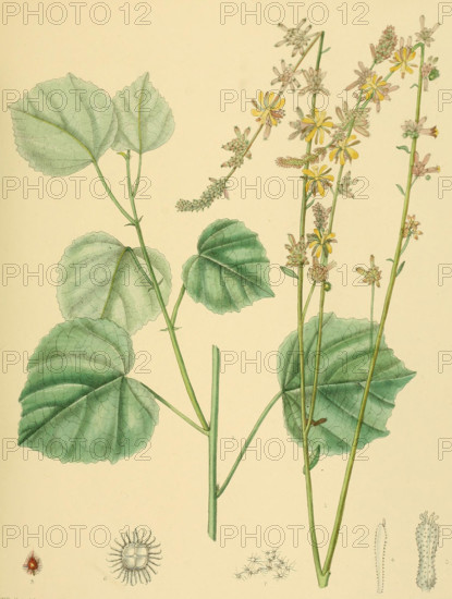 Triumfetta glabra