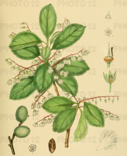 Elaeocarpus serratus