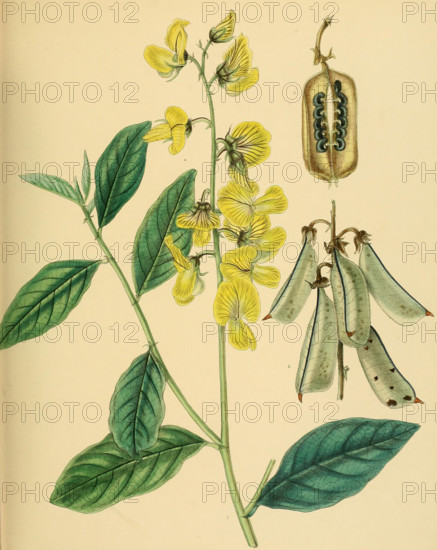 Crotalaria walkeri