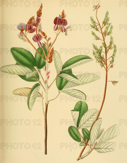 Desmodium jucundum