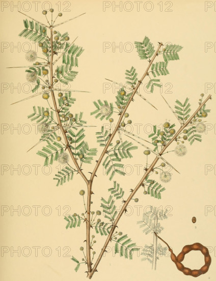 native to Southeast Asia