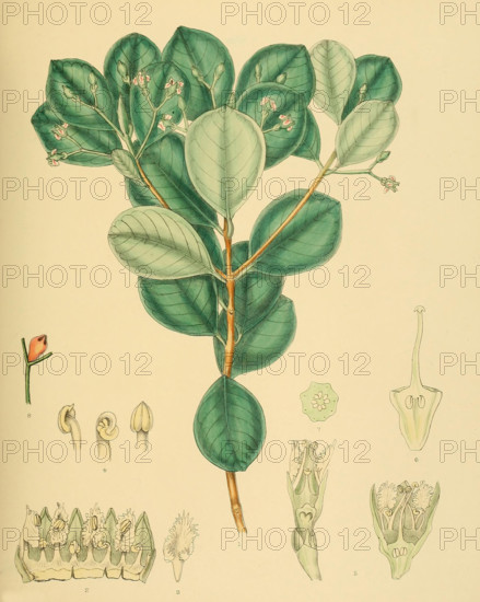 native to Southeast Asia