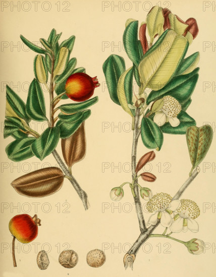 native to Southeast Asia