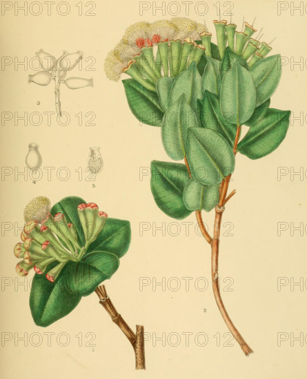 native to Southeast Asia