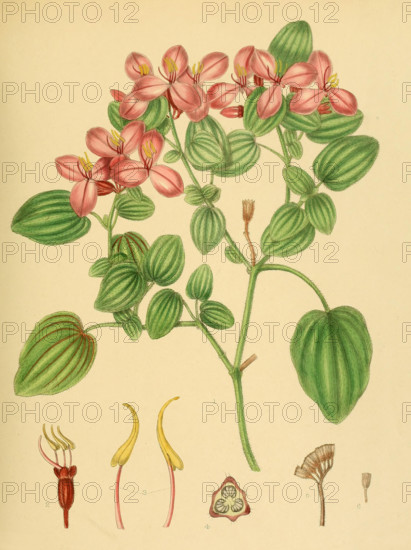 native to Southeast Asia