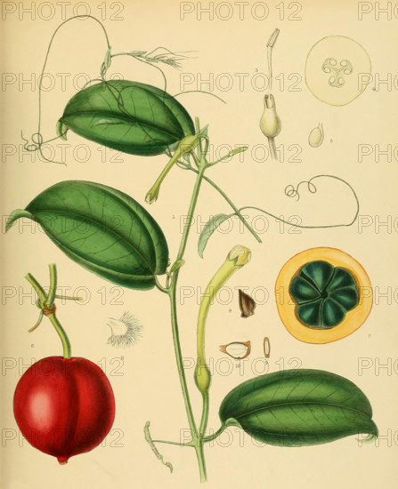 native to Southeast Asia