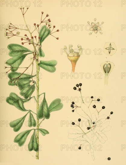 Heptapleurum emarginatum