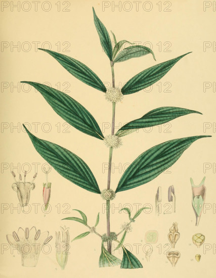 Allaeophania decipiens