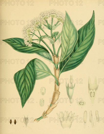 Hedyotis lessertiana