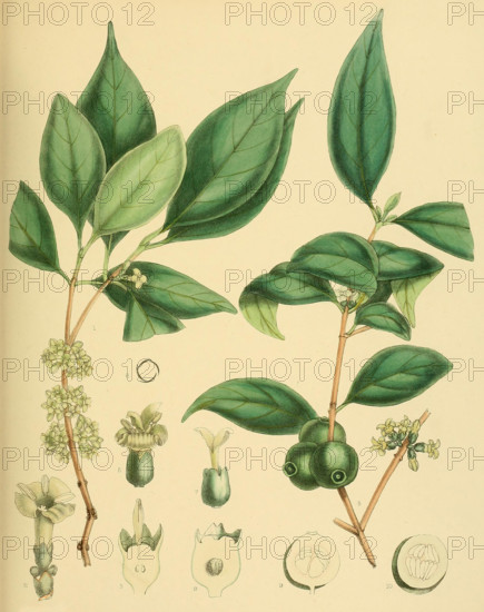 Diplospora dalzellii