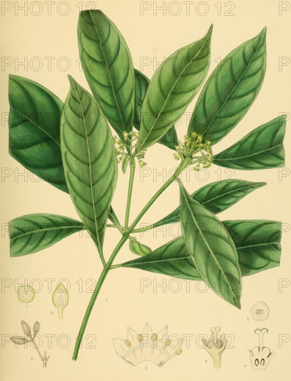 Psychotria bisulcata