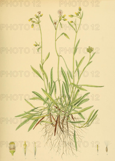 Blumea angustifolia