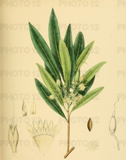 Bassia neriifolia
