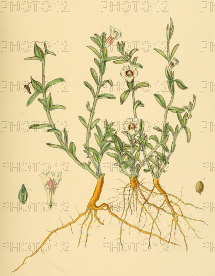 Centranthera procumbens