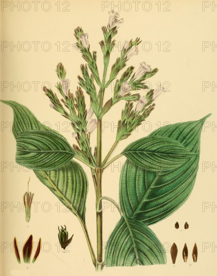 Strobilanthes