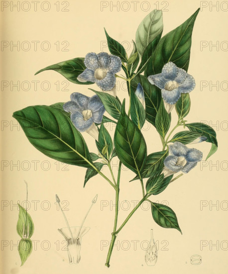 Barleria arnottiana