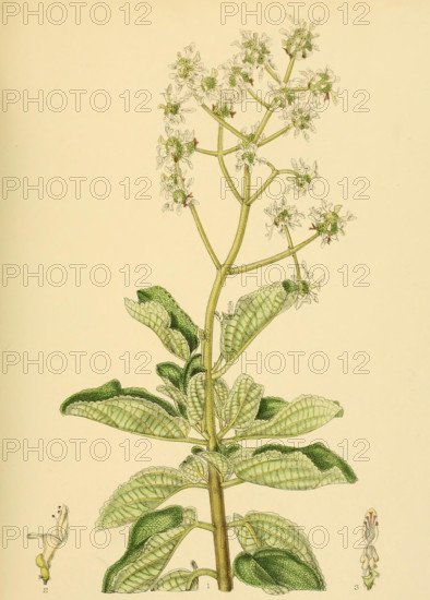 Anisochilus paniculatus