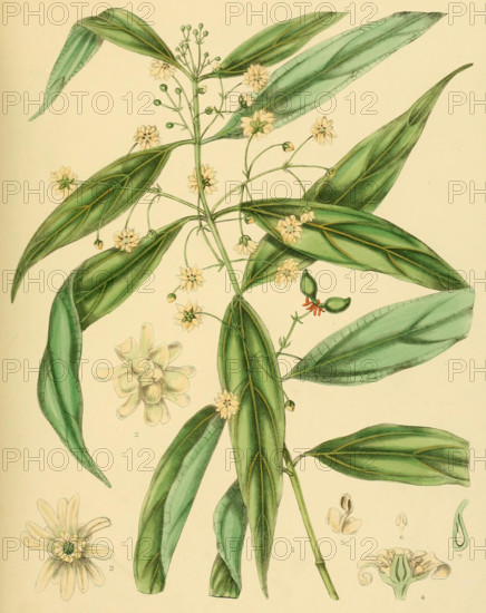 Hortonia augustifolia