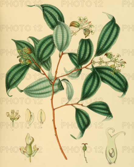 Celtis cinnamomea