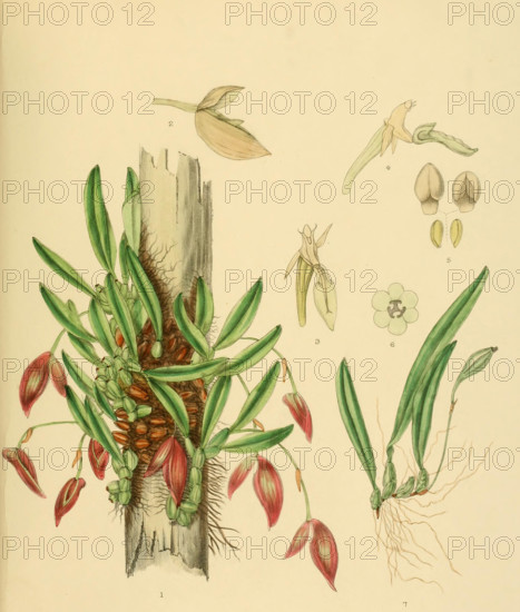 Bolbophyllum elegans