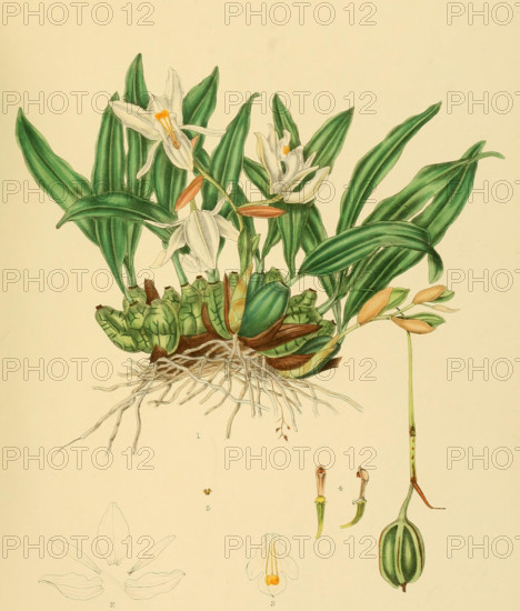 Coelogyne odoratissma