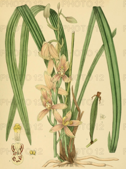 Cymbidium ensifolium