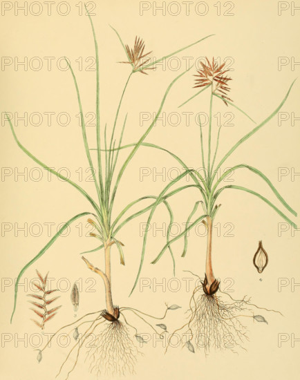 Cyperus bulbosus
