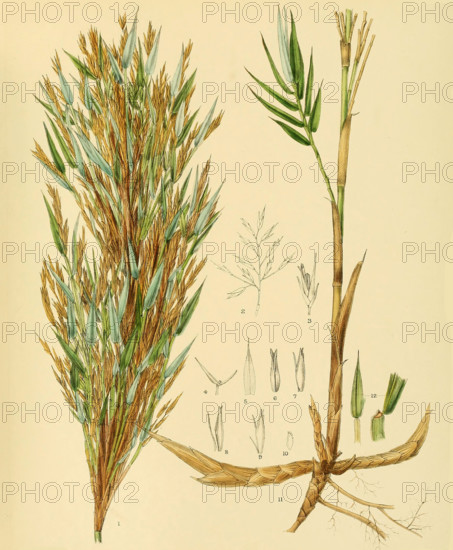 Arundinaria densifolia