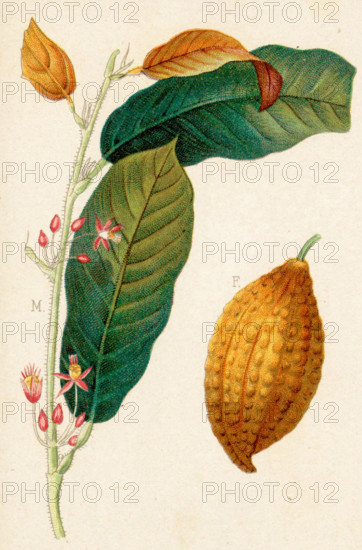 Cacao