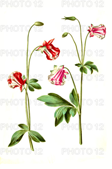 Common Columbine or Common Aquilegia