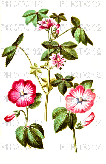 Wild mallow