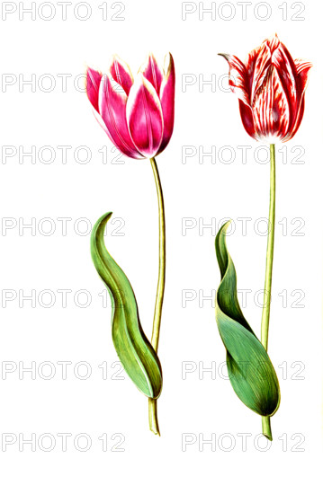 Garden tulip