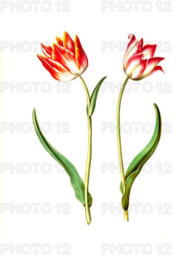 Garden tulip