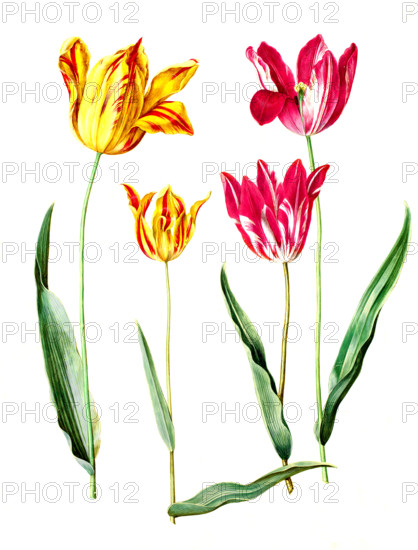 Garden tulip