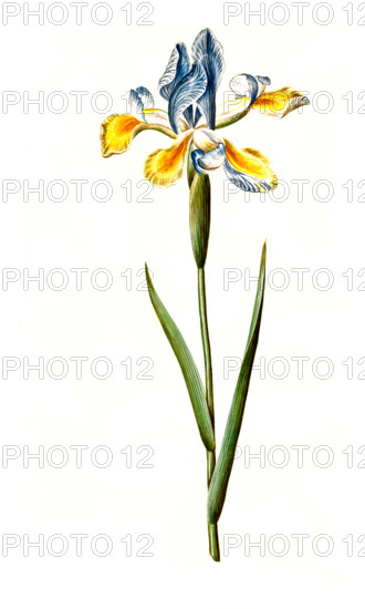Spanish iris or Spanish iris
